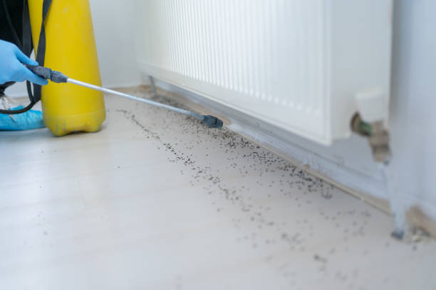 Best Local Pest Control Services  in Punta Rassa, FL